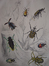 Belle gravure ancienne Insectes africains Paussinae Carterus Ceratoderus 1851