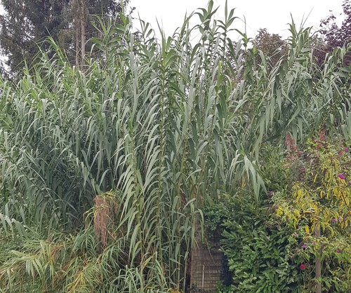 Arundo donax canne de - donax, /
