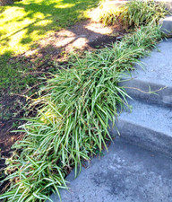 Lot 15 SPIDER PLANT cuttings