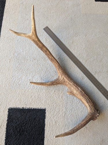 Bois cerf - de,