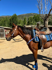 filet et collier de chasse western bleu roi en cuir fait main