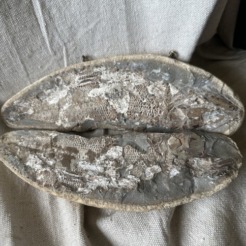Rare vintage cretaceous - rare, fossil