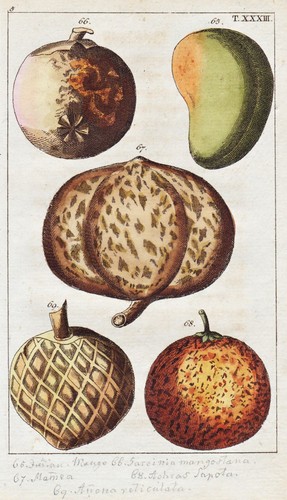 Mango mammea mammiapfel - mango,