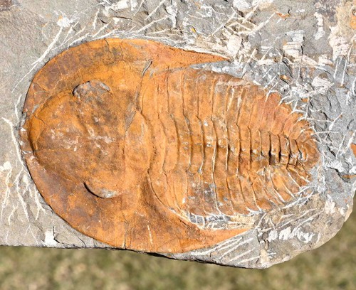 Cambrian fossil trilobite - cambrian,