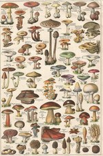 PLANCHE DE CHAMPIGNONS