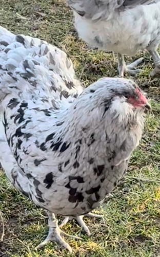Oeufs fécondés - oeufs,
