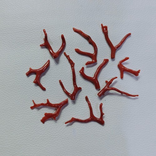 Lot branches corail - lot,