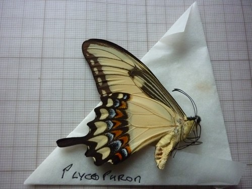 Entomologie papillon papilo - ,