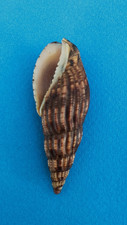 Lyria solangeae 59,4 mm f+++