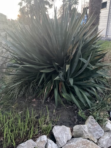 Yucca