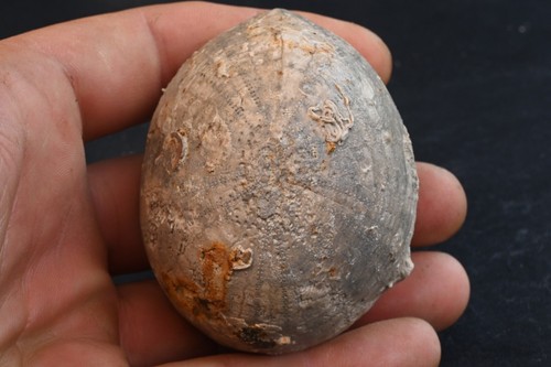 Oursin fossile echinocorys - fossile,