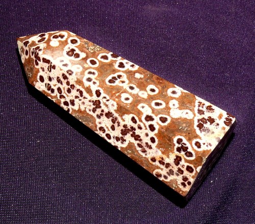 Corail fossile achatisé - corail,