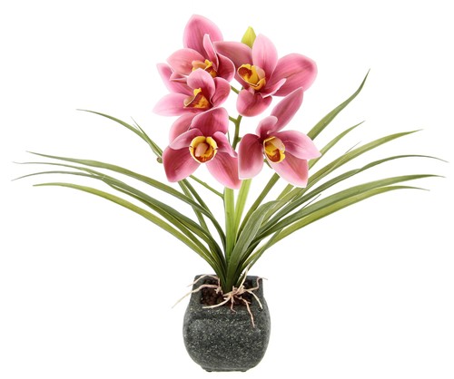Orchidée cymbidium