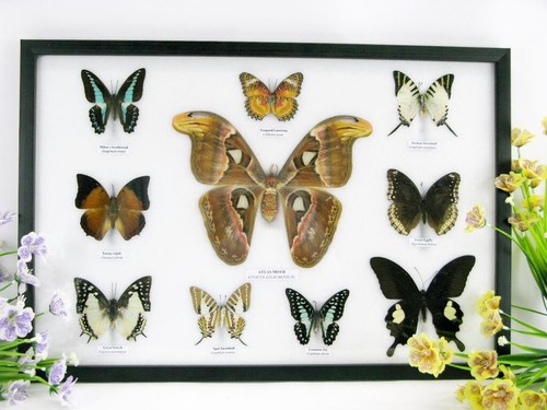 Vrais beaux papillons - vrais,