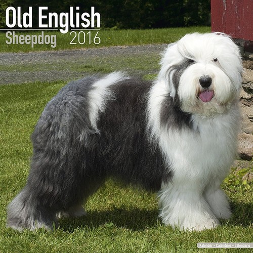 Calendrier 2016 bobtail - -,