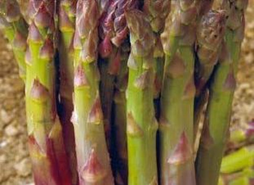 Asperges mary argenteuil 50 - asperges,