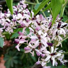 Melia azedarach - albero dei