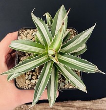 RARE! Agave Horrida Mediopicta