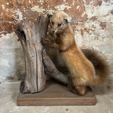 Taxidermie – Martre naturalisée – Cabinet de Curiosités
