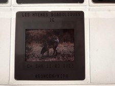 ANIMAUX D’AFRIQUE - LA HYÈNE - DIAPOSITIVE DE PRESSE