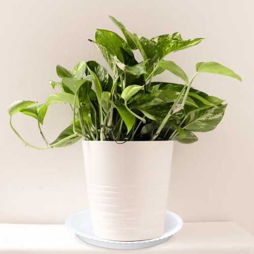 Pcs soucoupe jardiniere - pcs,