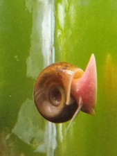 Lot De 150 Escargots Aquarium Planorbe Physe Melanoïde.
