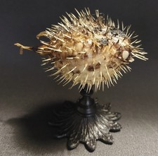 Cabinet de Curiosités poisson