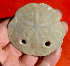 OURSIN FOSSILE MIOCÈNE DE