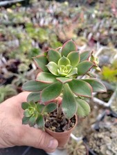 Aeonium dream color - "dream, color"