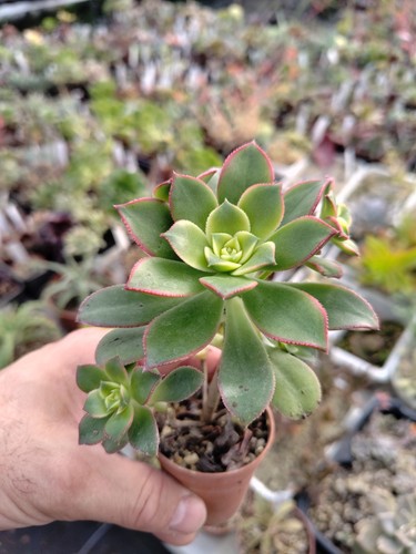 Aeonium dream color big - aeonium,