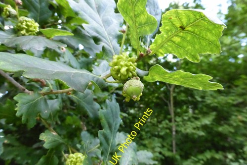 Photo knopper galls - photo, a2
