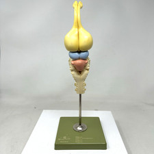 Somso Alligator Brain Model