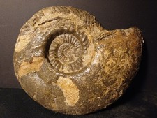 Ammonite Quenstedtoceras