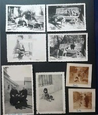 Chien photos diverses - chien,