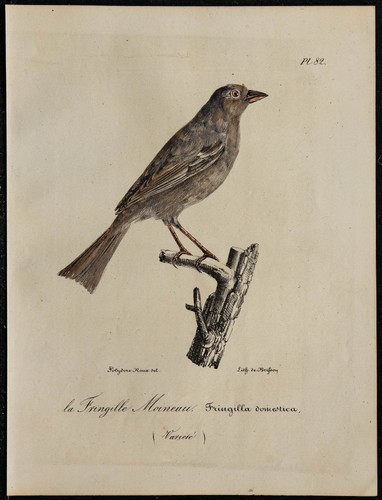 1830 moineau domestique - -,