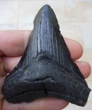 Megalodon Dent - 9.2cm (9.20