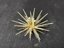 COQUILLAGE Échinodermes Oursin Goniocidaris spinosa superbe spécimen très rare