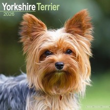 CALENDRIER  YORKSHIRE TERRIER -  2026