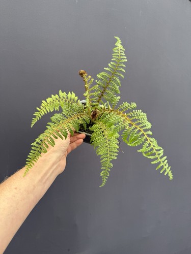 Sphaeropteris - , (cyathea)