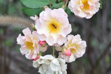 Objectif Nikon NEW NIKKOR 85mm