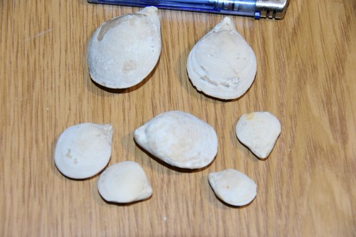Brachiopodes juralina - 7,