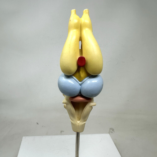 Somso frog brain model - frog,
