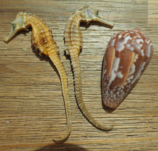 Rare Lot 3 Coquillage de Mer