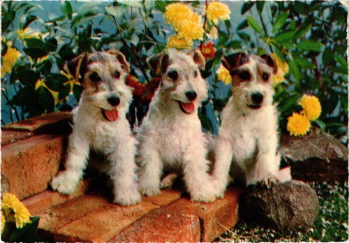 Cpm fox terrier chien - cpm,