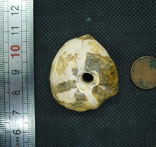 36mm Perle Oursin Fossile