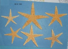 15 Etoiles de mer Pacifique   Philippines  6  à 100 mm