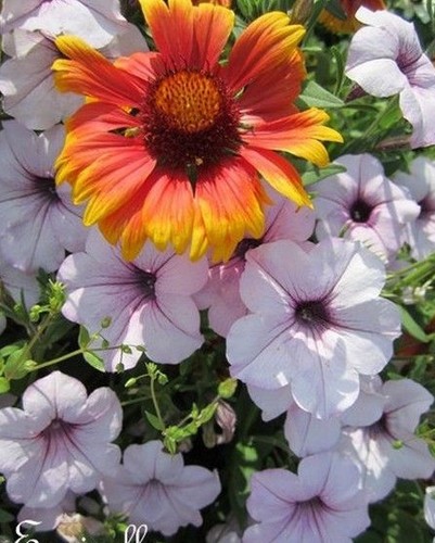 Surfinia pétunia mauve - ♫, 'mauve