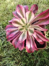 Aeonium phantom - aeonium,