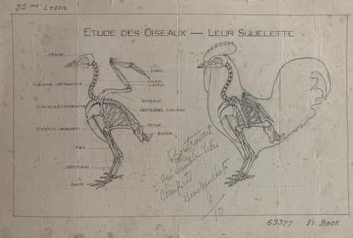 Rare planche dessin - rare, squelette