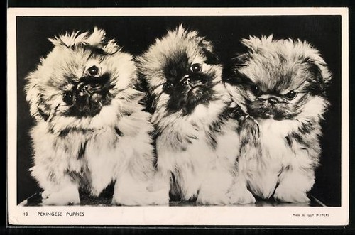Chiots pékinois portrait - chiots, pékinois,